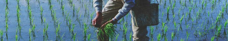 The Role of Smallholder Farmers in Feeding the World